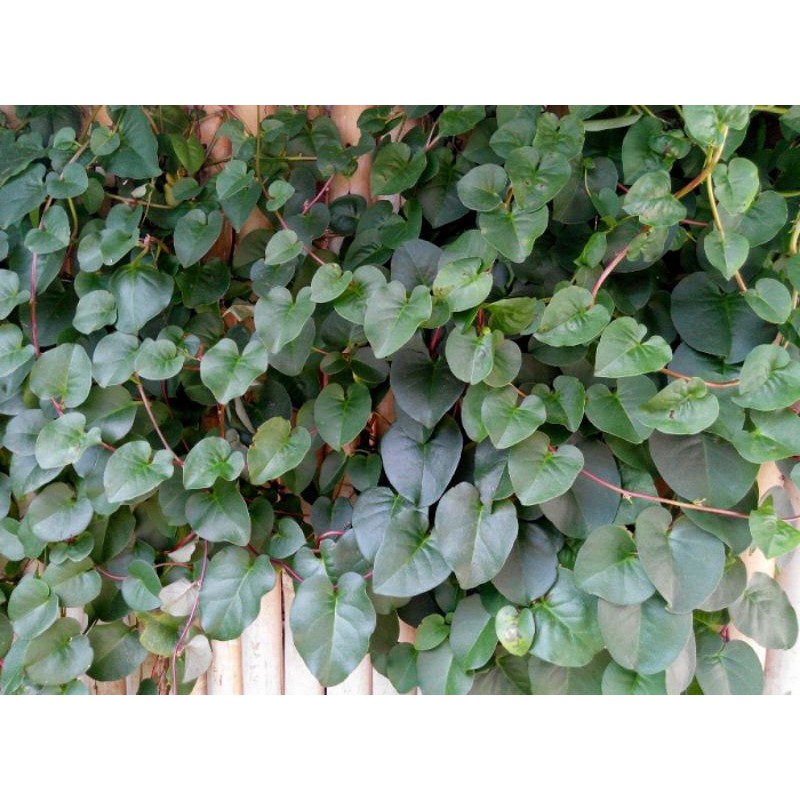 

daun binahong