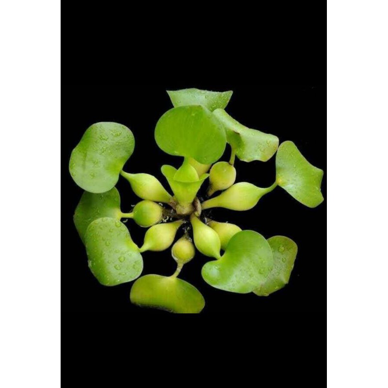 

Eceng gondok mini segar di ambil dadakan