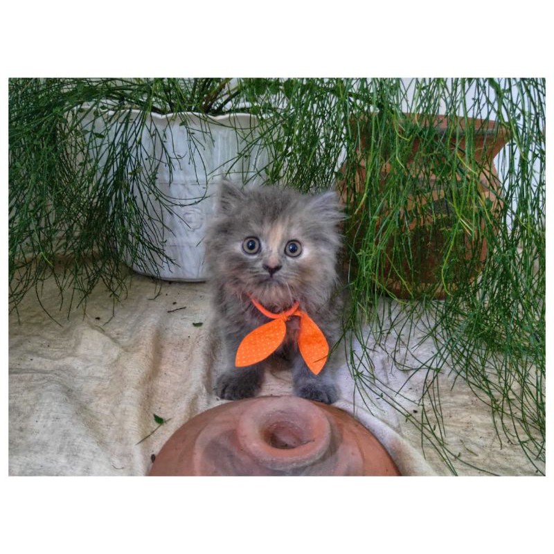 Kucing persia himalaya