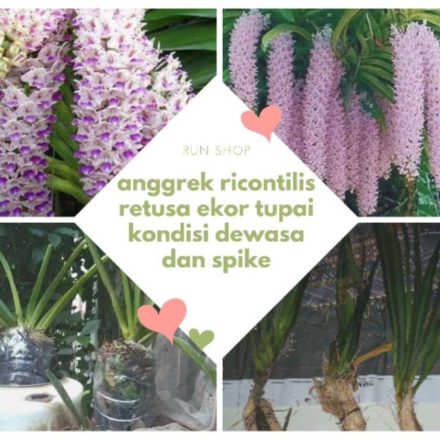 anggrek ricontilis retusa ekor tupai kondisi dewasa dan spike