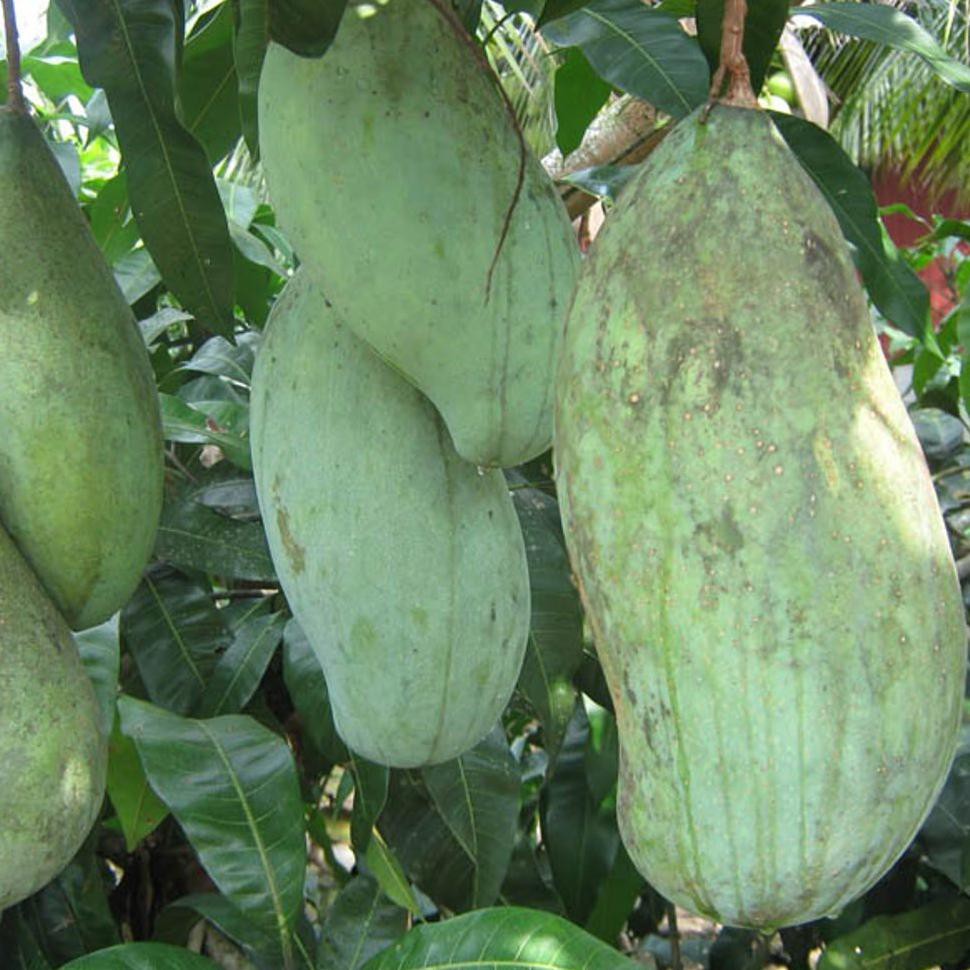 BIBIT TANAMAN BUAH MANGGA MAHATIR R*O