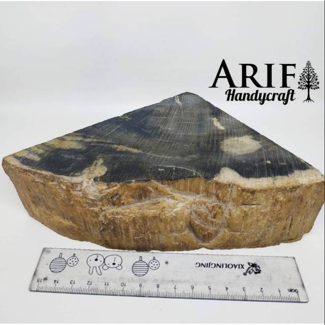 Jual fosil galih kelor asli dari tanah jawa.