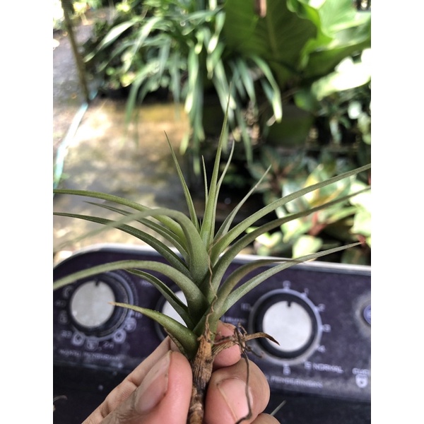 Tillandsia  Bergeri