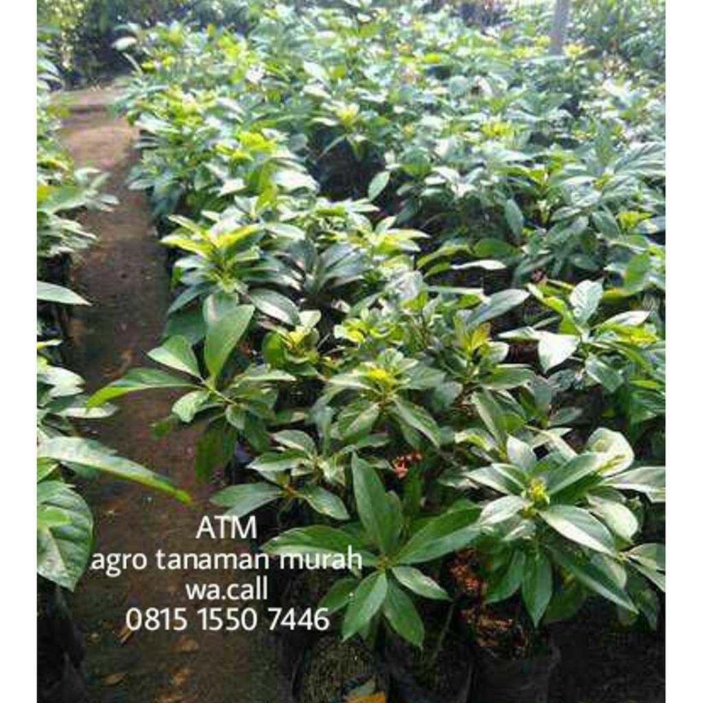 $Diskon Apokat Miki Non Ulat