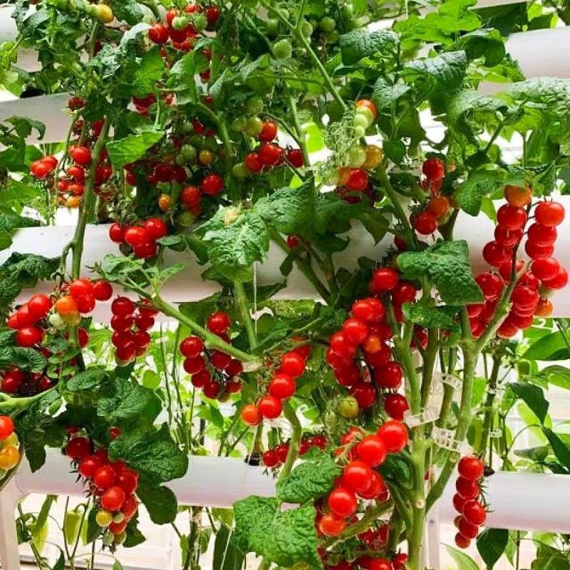 Bibit Benih Tomat Cherry - Benih Sayuran