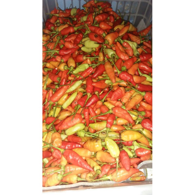 

cabe rawit merah 250gr/500gr/1000gr