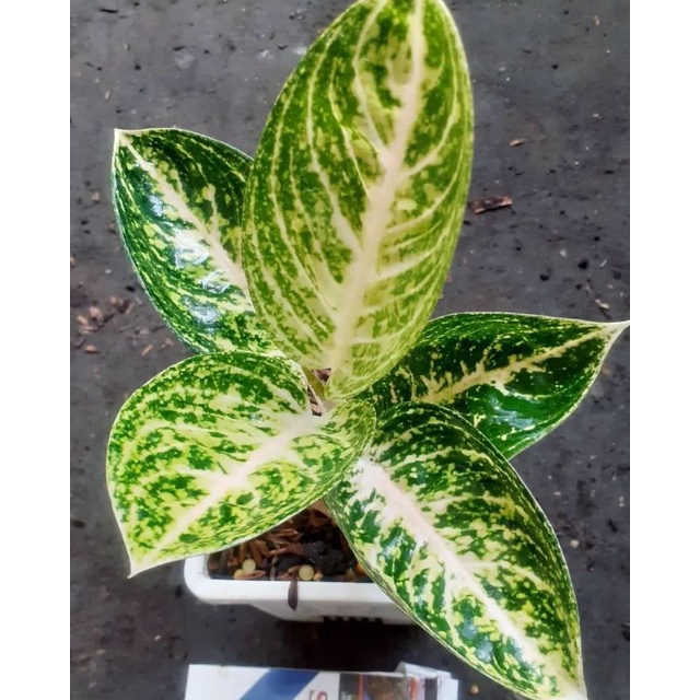 Aglonema anakan widuri putih