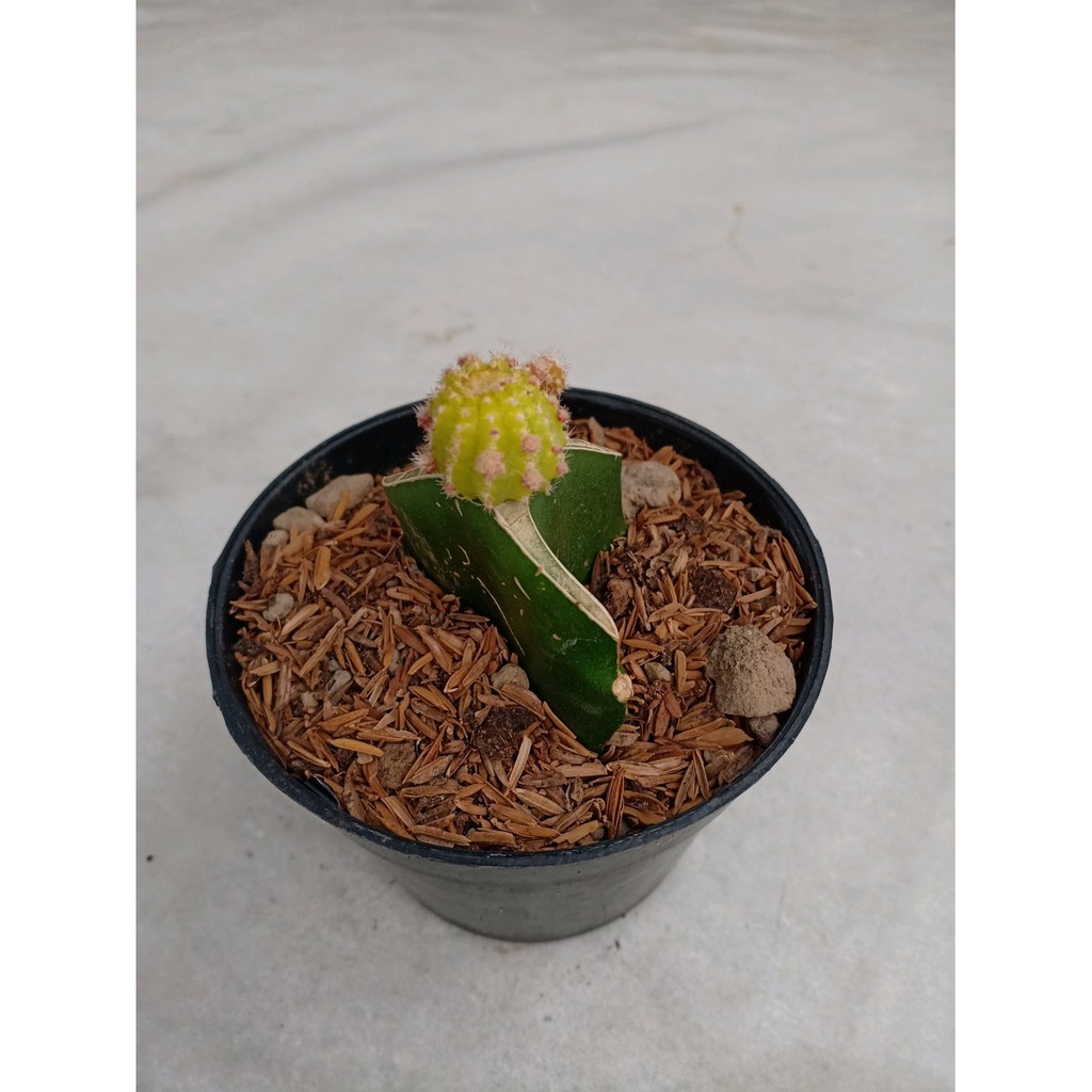 

Order Langsung Chamacereus Cactus terbaik