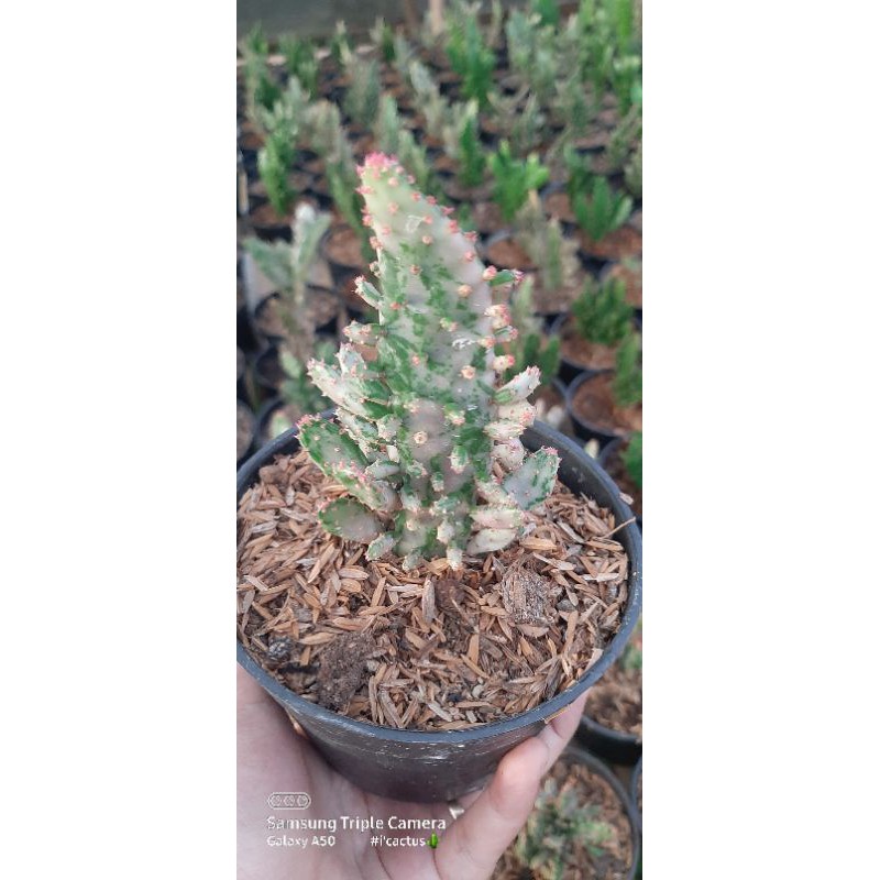 opuntia monacantha variegata