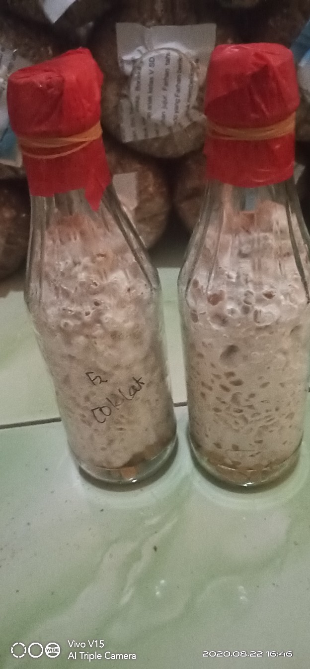 F2 Jamur Tiram Coklat