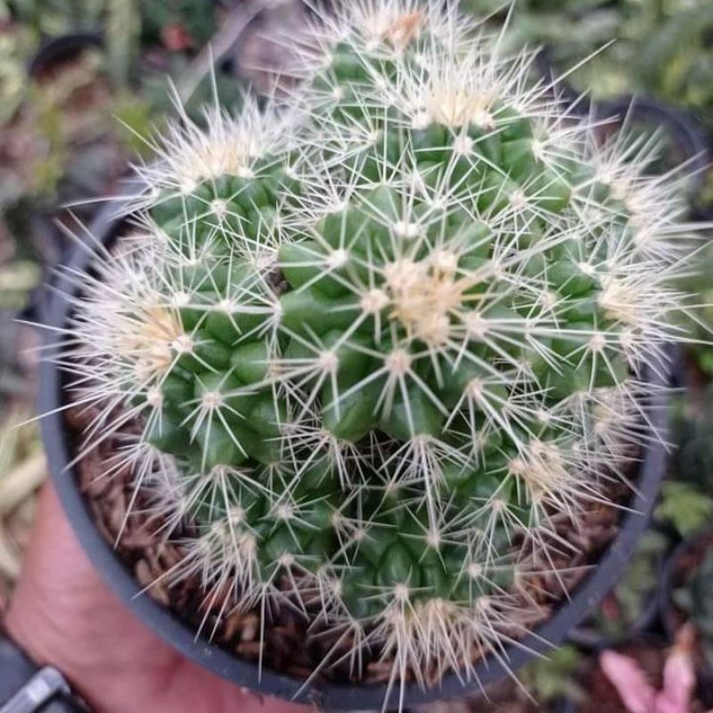 

Golden Barrel cluster