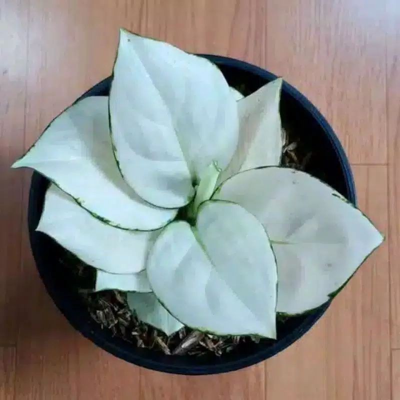 PROMO!!! Aglonema Super White // Bonggol Aglonema Super White