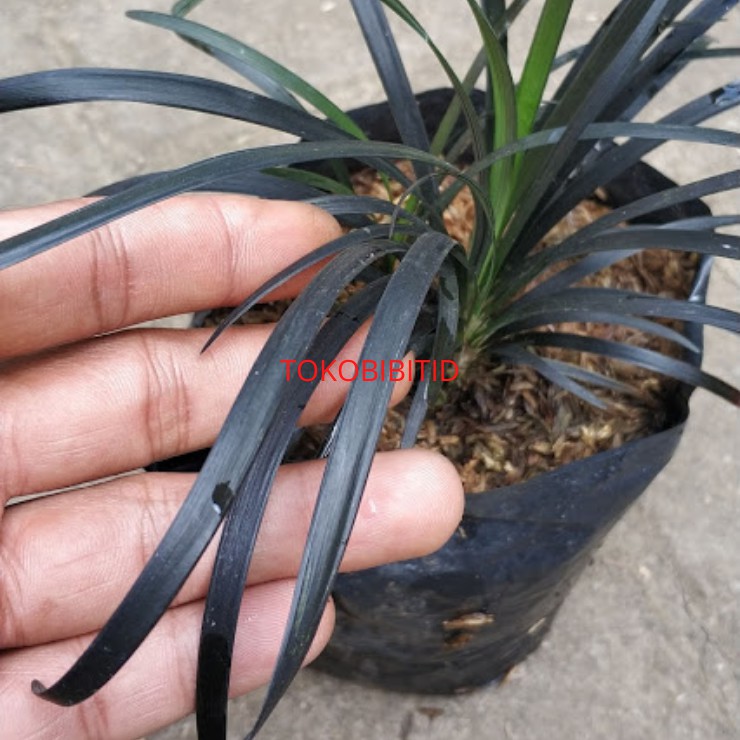 Jual Tanaman Hias Rumput Hitam ( Black Mondo Grass ) Indonesia|Shopee ...