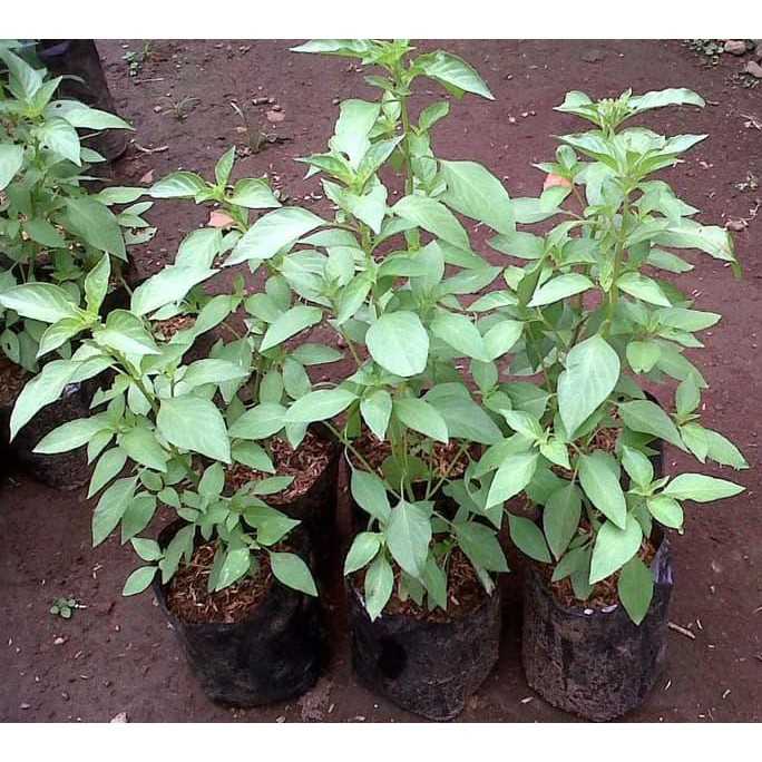 BIBIT TANAMAN DAUN KEMANGI SUPER