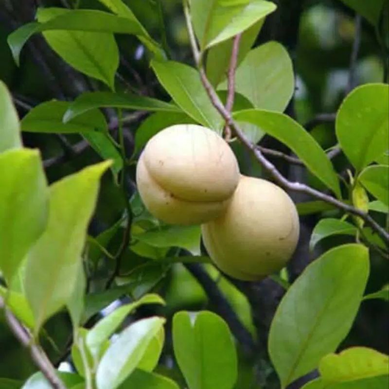 

buah pala segar 1 kg masih fress di petik langsung dari pohonnya