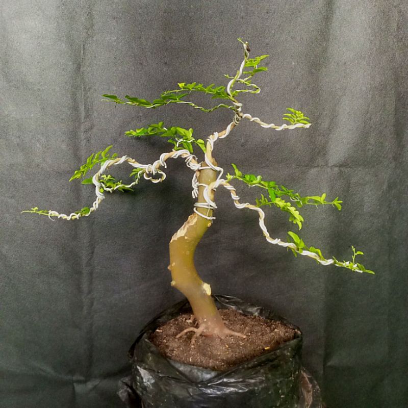 Bahan bonsai jeruk kingkit mame atau small / bonsai mame jeruk kingkit / tanaman hias bahan bonsai