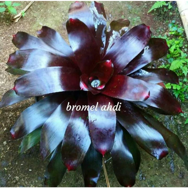 Bromelia new black