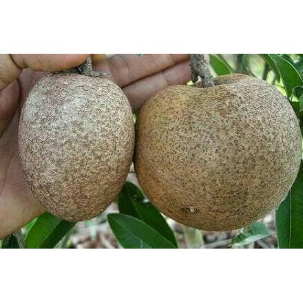 Bibit Buah Bibit Tanaman Buah Sawo Malaysia Jumbo Ciku Mega @_#