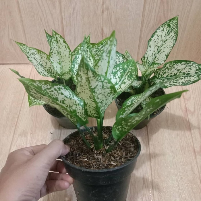 aglonema snow white/ paket 3 aglonema snow white remaja