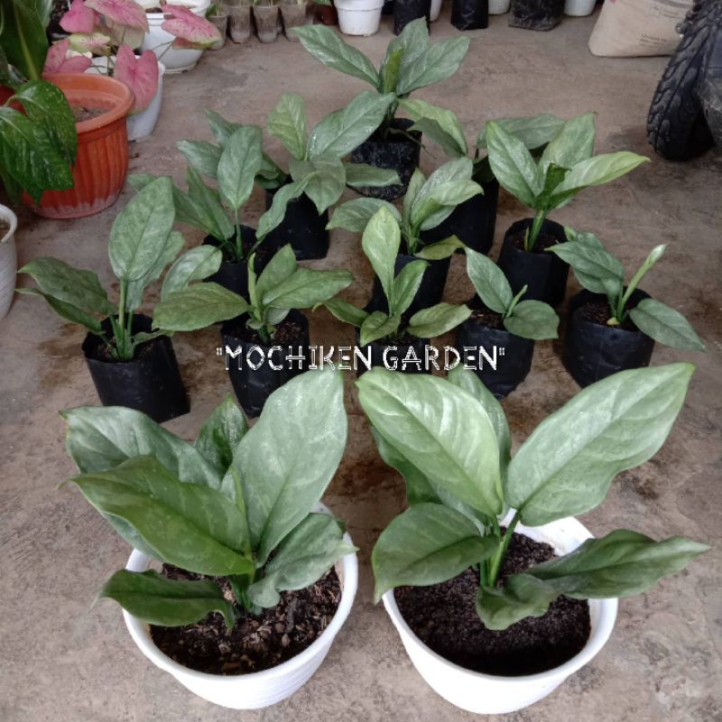 Aglaonema Silver Curly