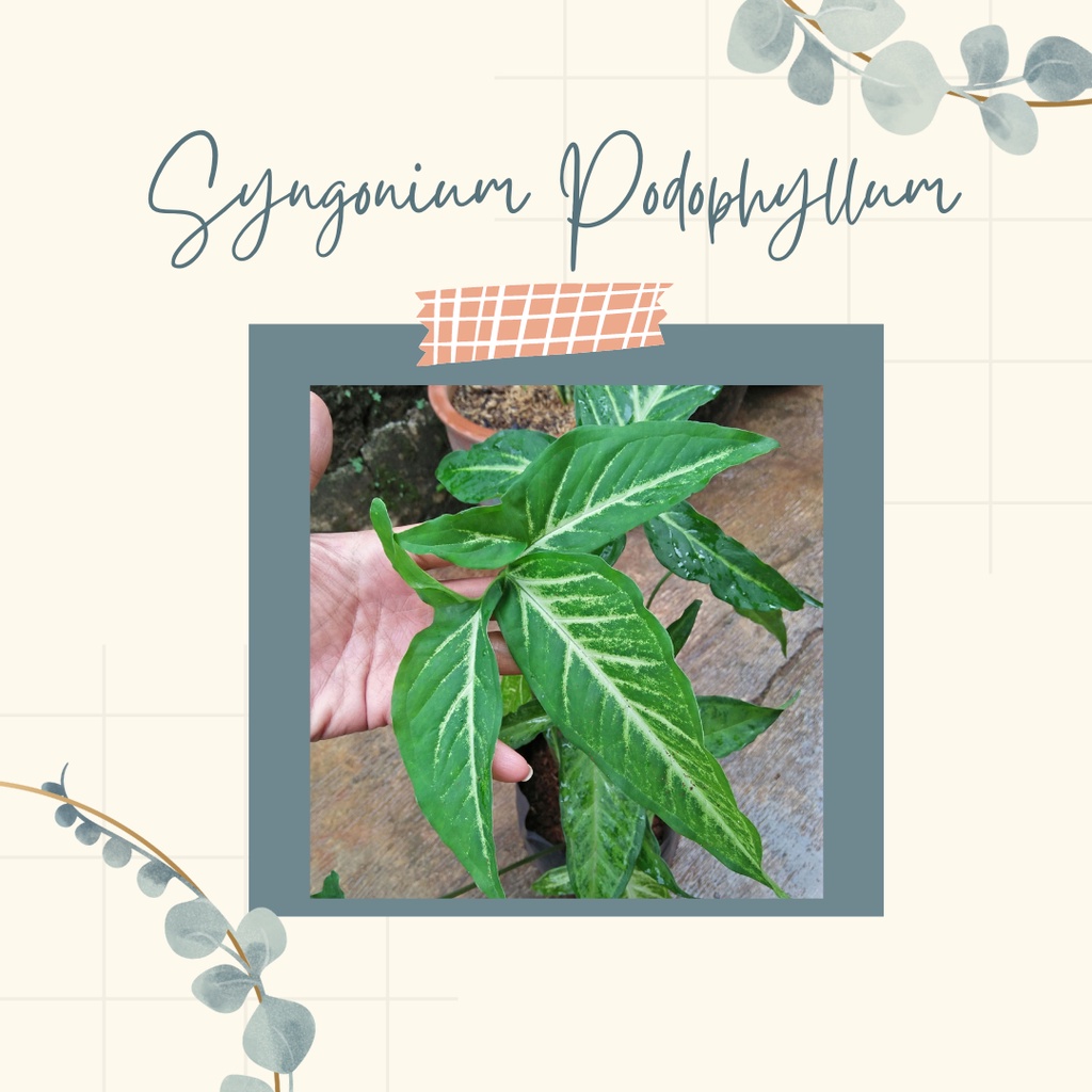 Syngonium Podophyllum Schott Tanaman Hias Syngonium five finger varigated batik