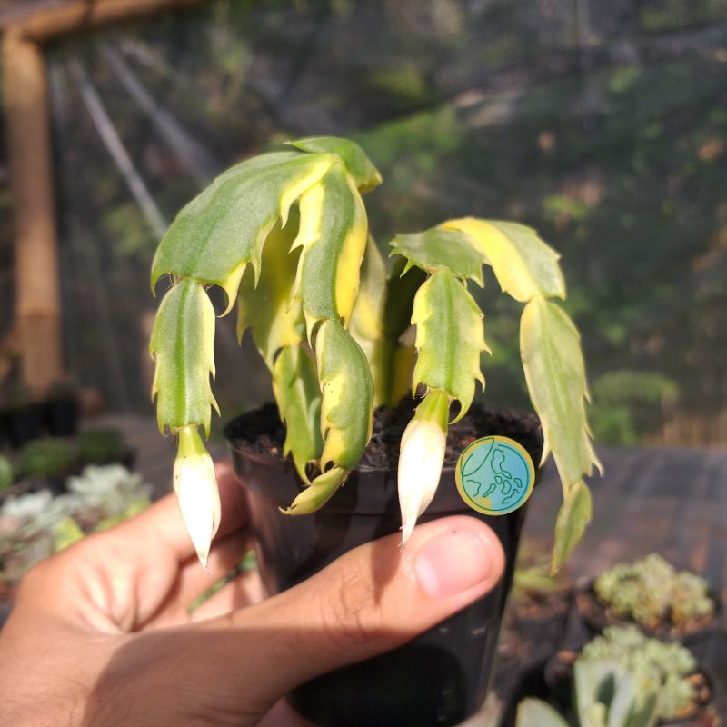 Kaktus Kepiting Variegata | Schlumbergera Truncata Variegata Satuan | Kaktus Sukulen Bebas Pilih Jen