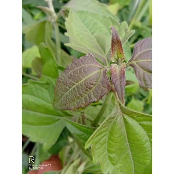 

daun balakacida kopasanda 500gram segarr