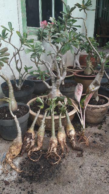 Bibit Bunga Kamboja Jepang