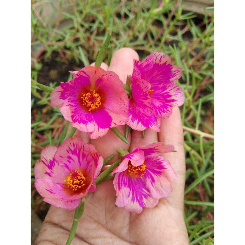 tiara peach fire ..krokot