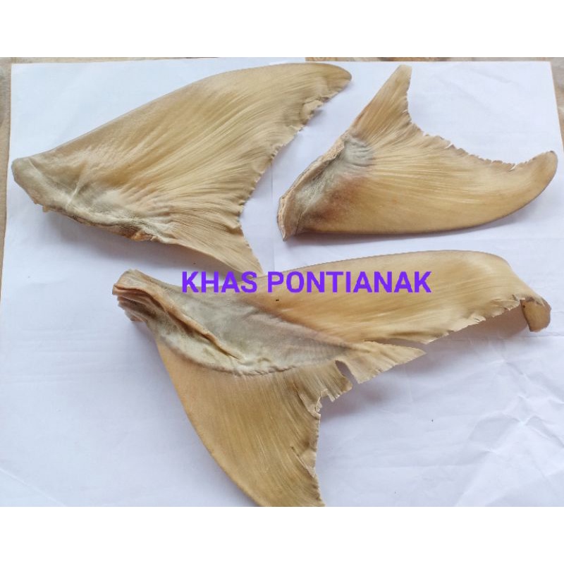 

HECHI / MENGCHI / HIU KEMEJAN Great A (30cm) BELUM CUCI