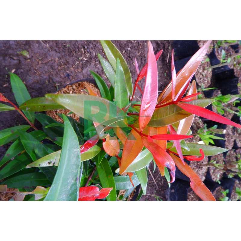 pohon pucuk merah - Bibit Pucuk Merah Super(30-40 cm)