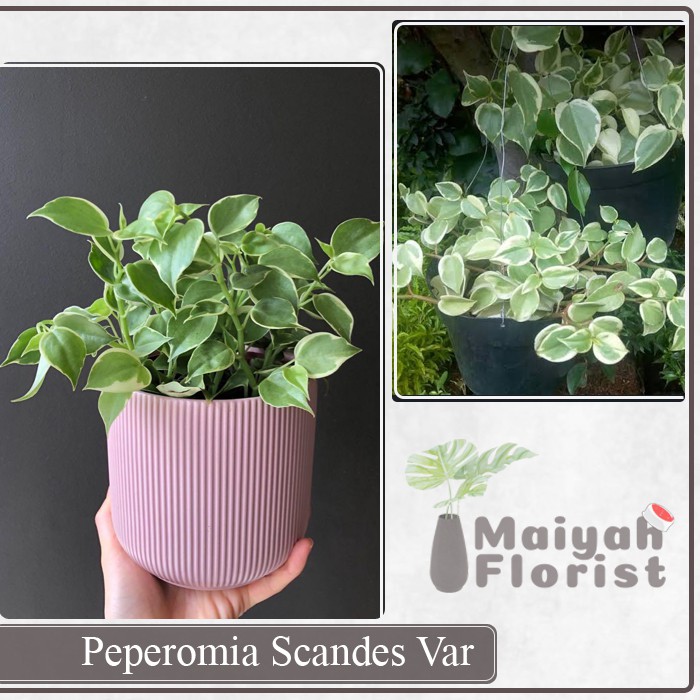 Peperomia Scandes Variegata