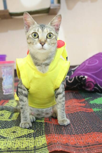 Kostum pikachu untuk kucing / kostum lomba murah meriah size S M L XL