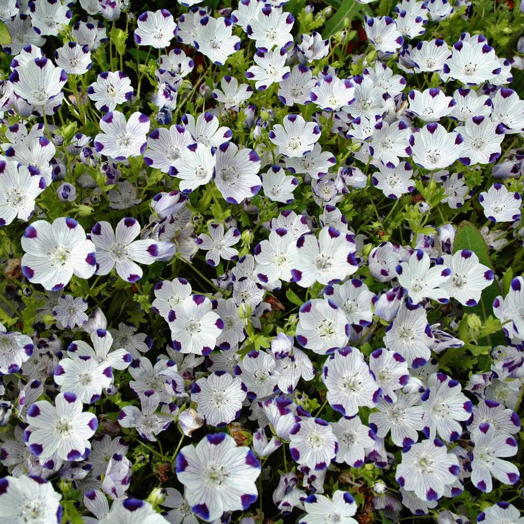 Benih Bibit Biji - Bunga Nemophila Five Spot Flower Seeds - IMPORT