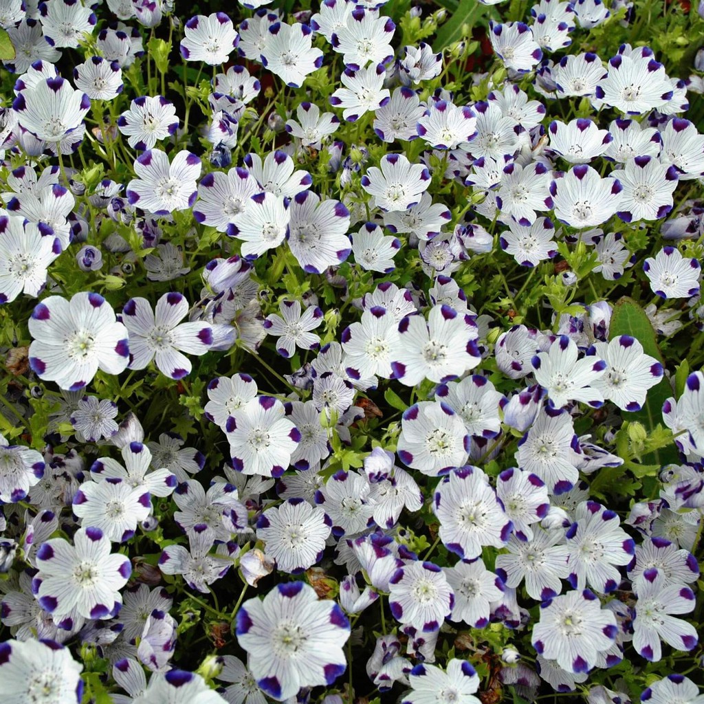 Benih Bibit Biji - Bunga Nemophila Five Spot Flower Seeds - IMPORT