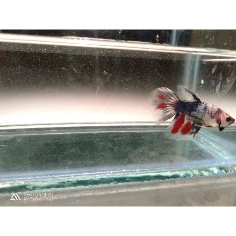 

ikan cupang halfmoon fancy