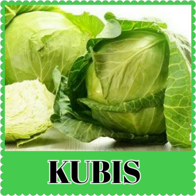 benih sayur kubis/bibit kubis