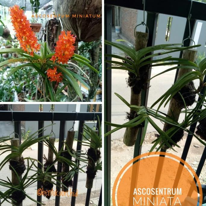 *#*#*#] Vanda Mini Ascosentrum Miniata/ Anggrek Vanda Mini Bertempel di Kayu