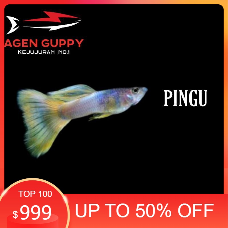 

Packing Styrofoam Guppy Yellow Pingu
