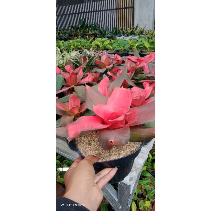 tanaman bromelia merah jumbo