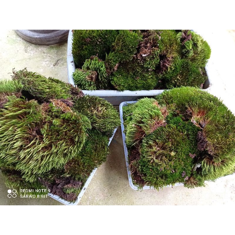 LUMUT HUTAN SEGAR/MOSS FOREST||MEDIA TANAM|AGLONEMA|JANDA BOLONG