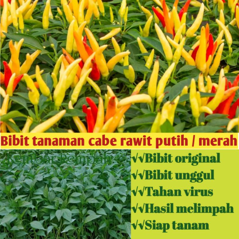 Bibit cabe lombok rawit super siap tanam
