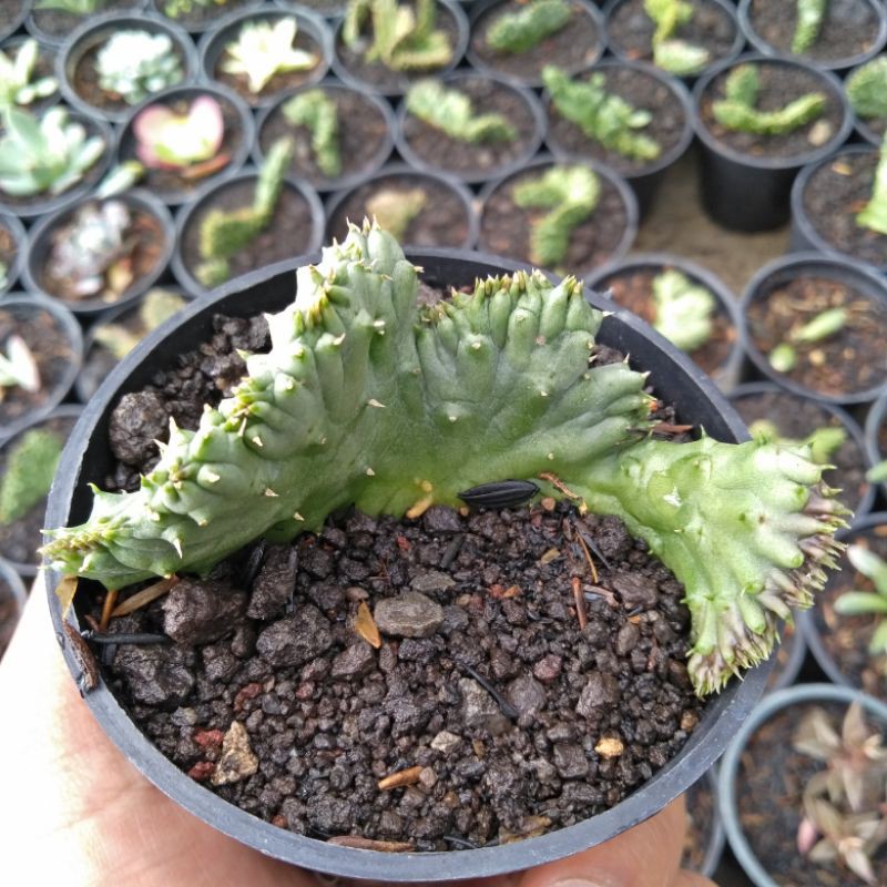 sekulen cristata