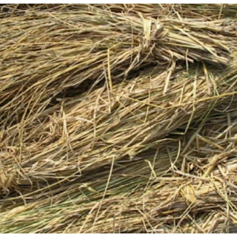 JERAMI PADI JERAMI KERING