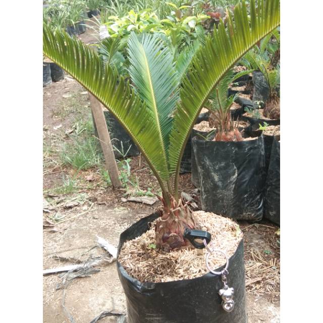 Tanaman Sikas / Mawar Jambe