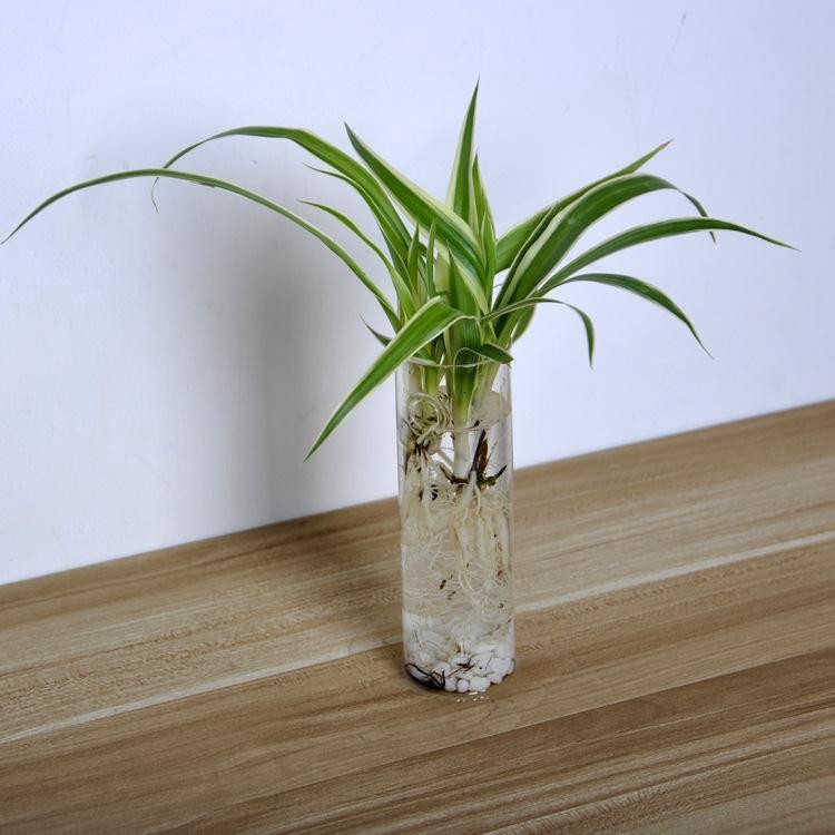  Pot  Bunga  Mini Bentuk Silinder Bahan Kaca Transparan  