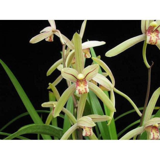 Anggrek Tanah Cymbidium Ensifolium bunga wangi dan harum