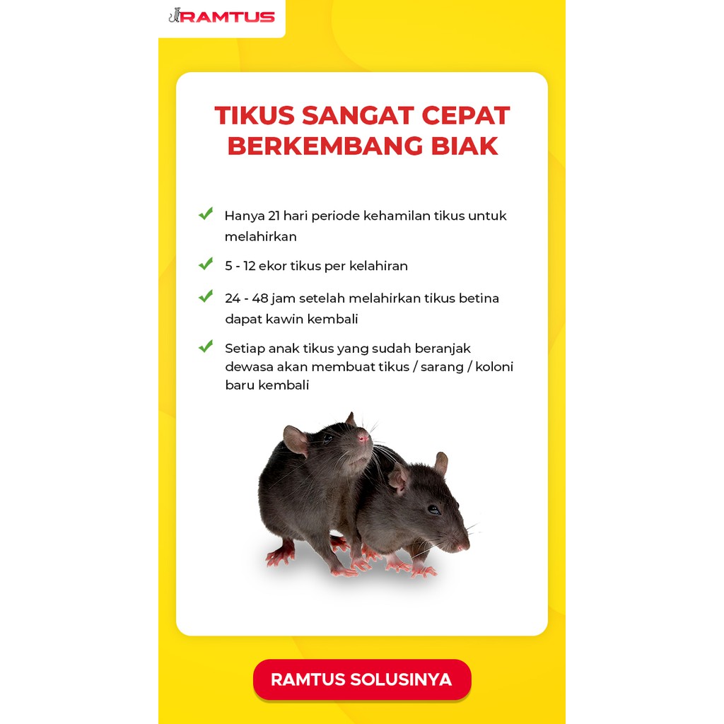 RAMTUS Racun Tikus Jebakan Perangkap Tikus Pembasmi Tikus Ampuh Tidak Berbau