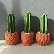 Kaktus koboi 25-30 cm (tanaman saja tanpa pot) - tanaman kaktus bergaransi