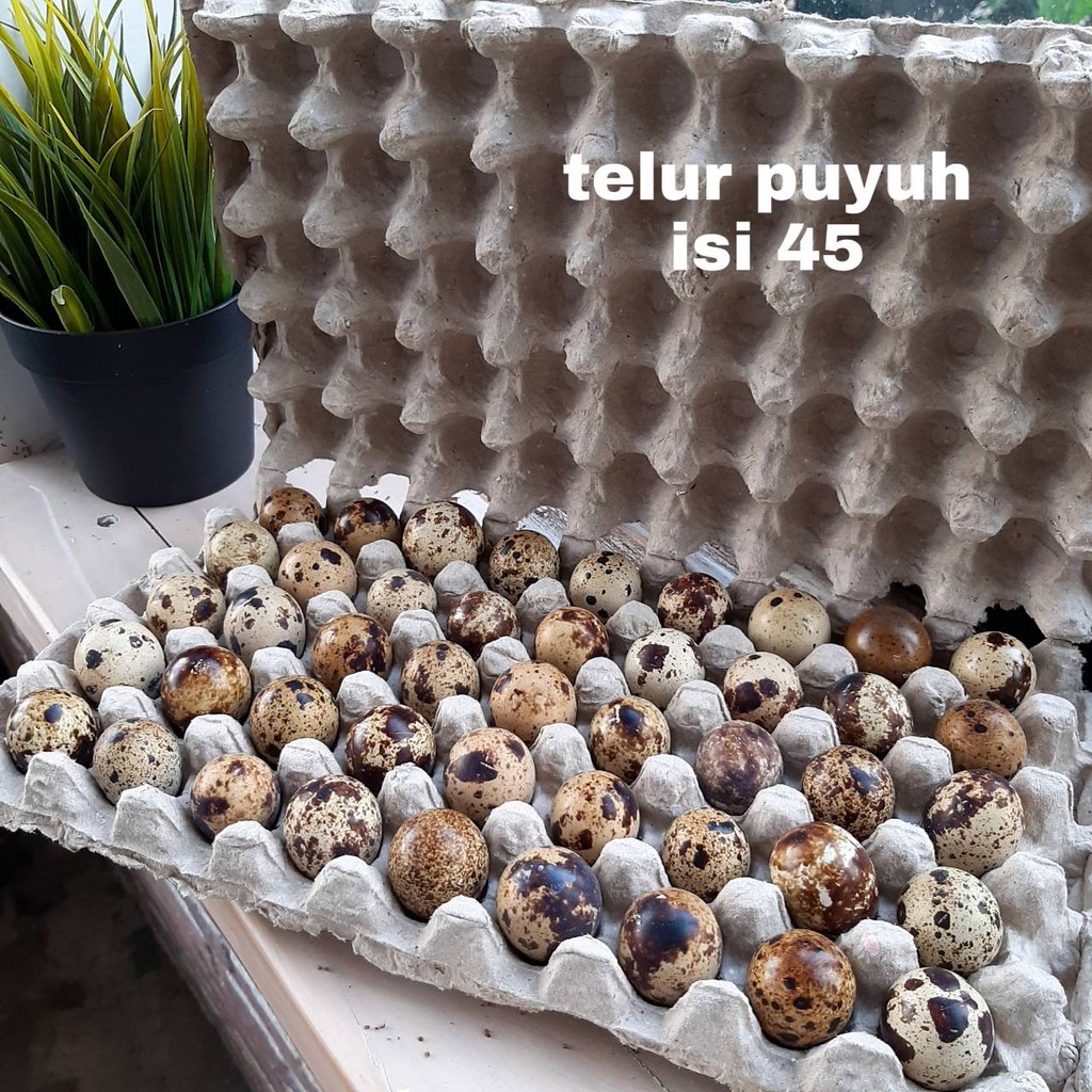 

RB Telur Puyuh Isi 45 Butir